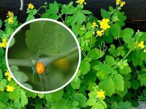 vereurmarohi ürdi mahl jalatallatüügaste raviks